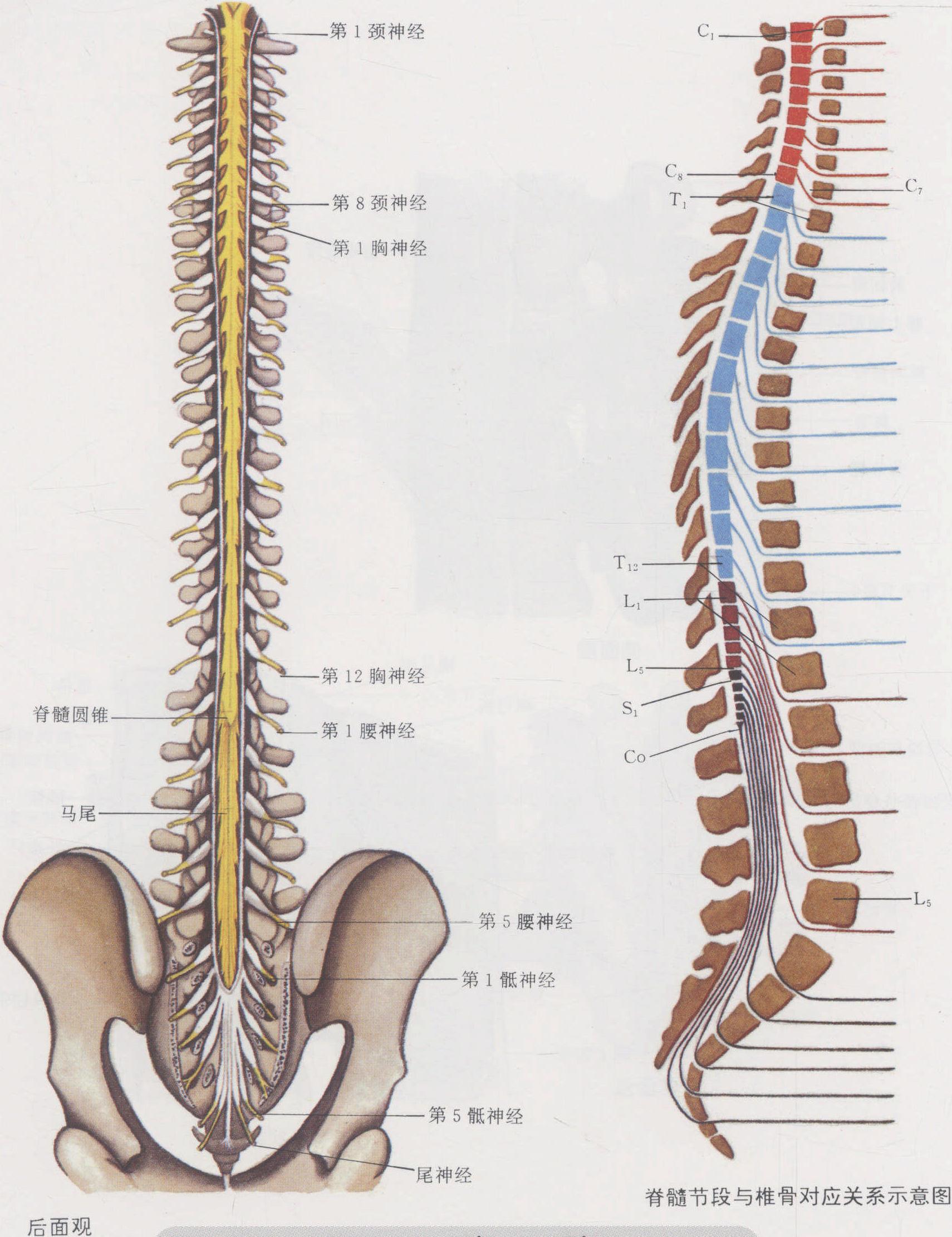 脊髓、脊柱、脊神经高清解剖图 - 脑医汇 - 神外资讯 - 神介资讯